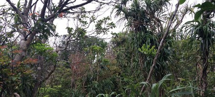 Jungle, Japon, arbres, lianes, Okinawa, trace